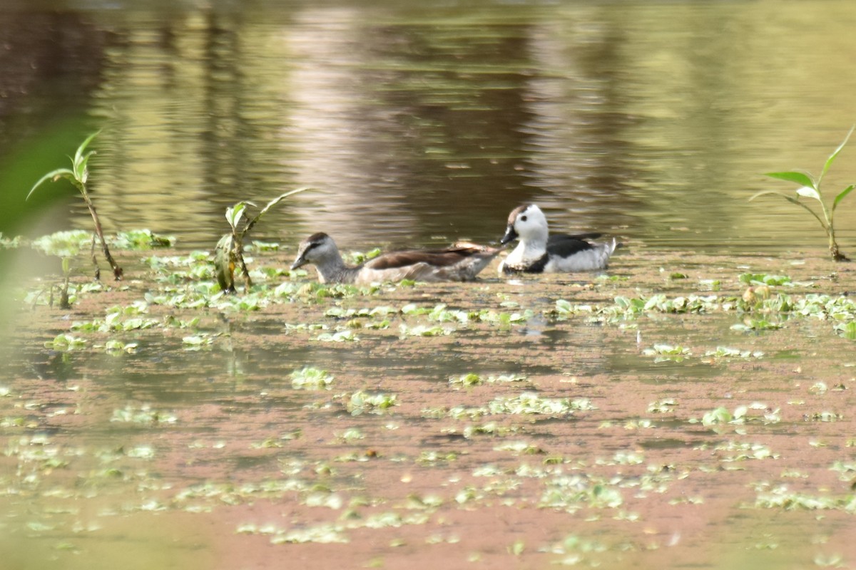 Cotton Pygmy-Goose - Stephen Haase