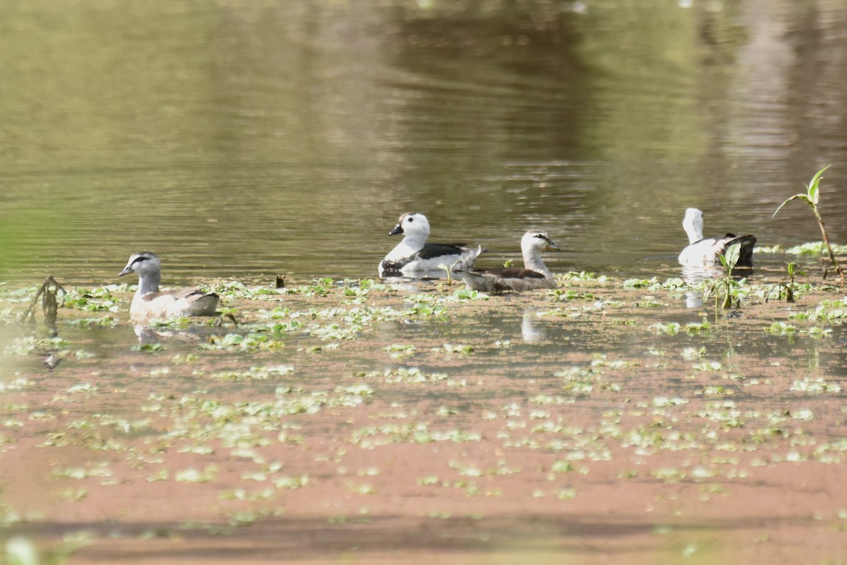 Cotton Pygmy-Goose - ML609119271