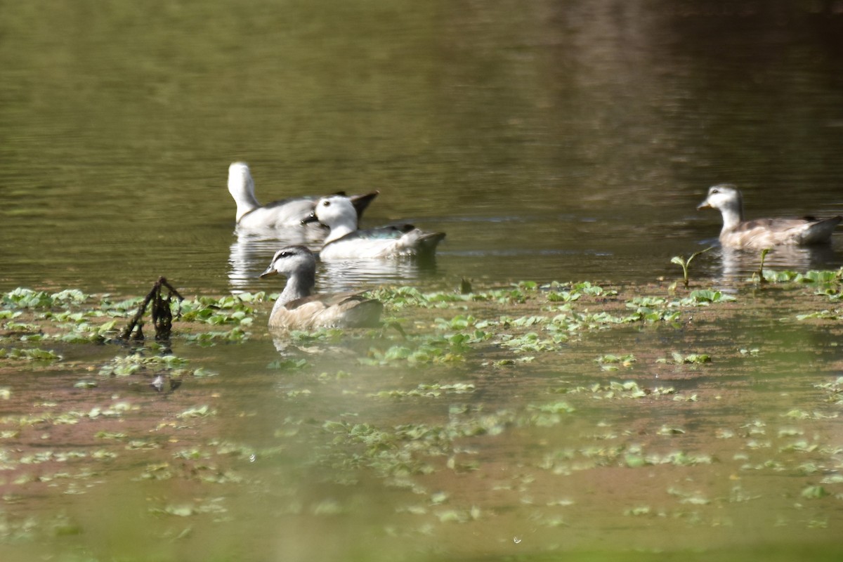 Cotton Pygmy-Goose - ML609119273