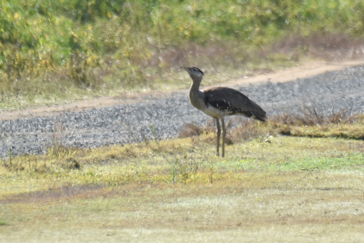 Australian Bustard - Stephen Haase