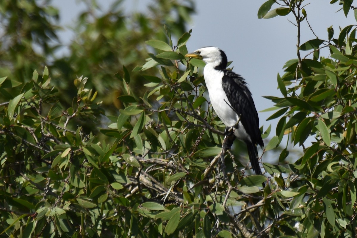 Little Pied Cormorant - ML609119302