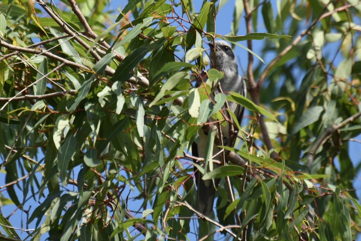 Black-faced Cuckooshrike - ML609119311