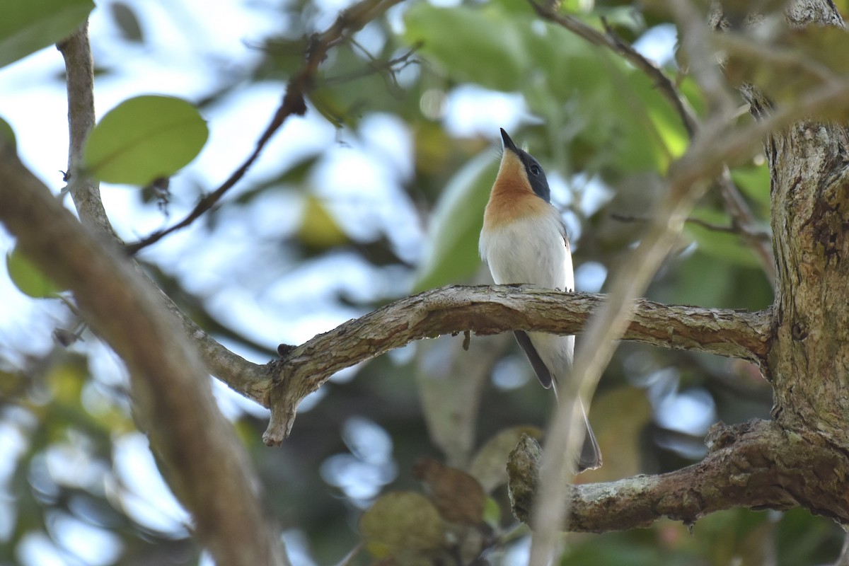 Leaden Flycatcher - Stephen Haase