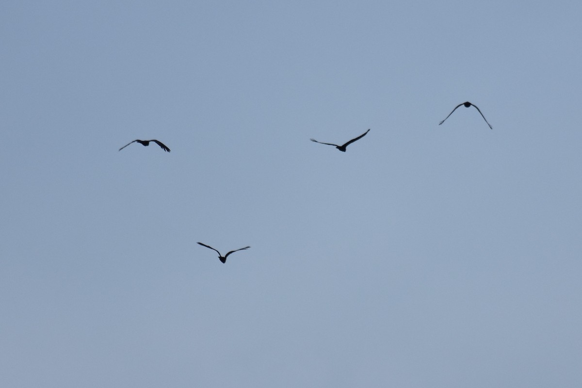 Red-tailed Black-Cockatoo - ML609119362