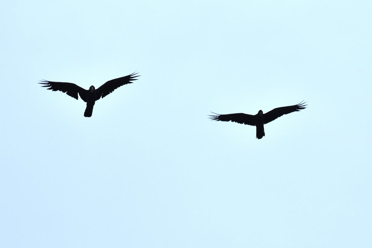 Red-tailed Black-Cockatoo - ML609119363