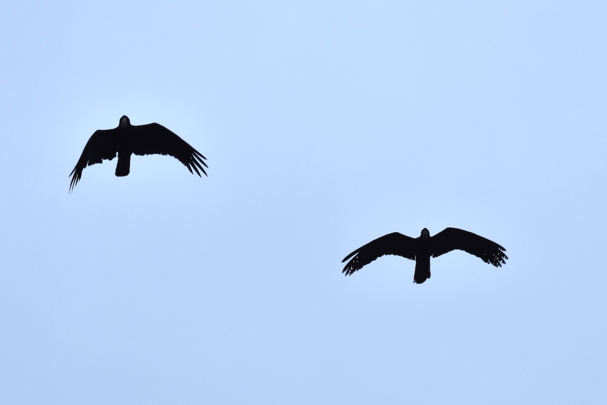 Red-tailed Black-Cockatoo - ML609119364