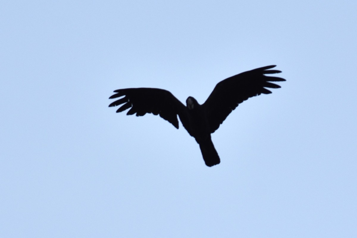 Red-tailed Black-Cockatoo - ML609119365