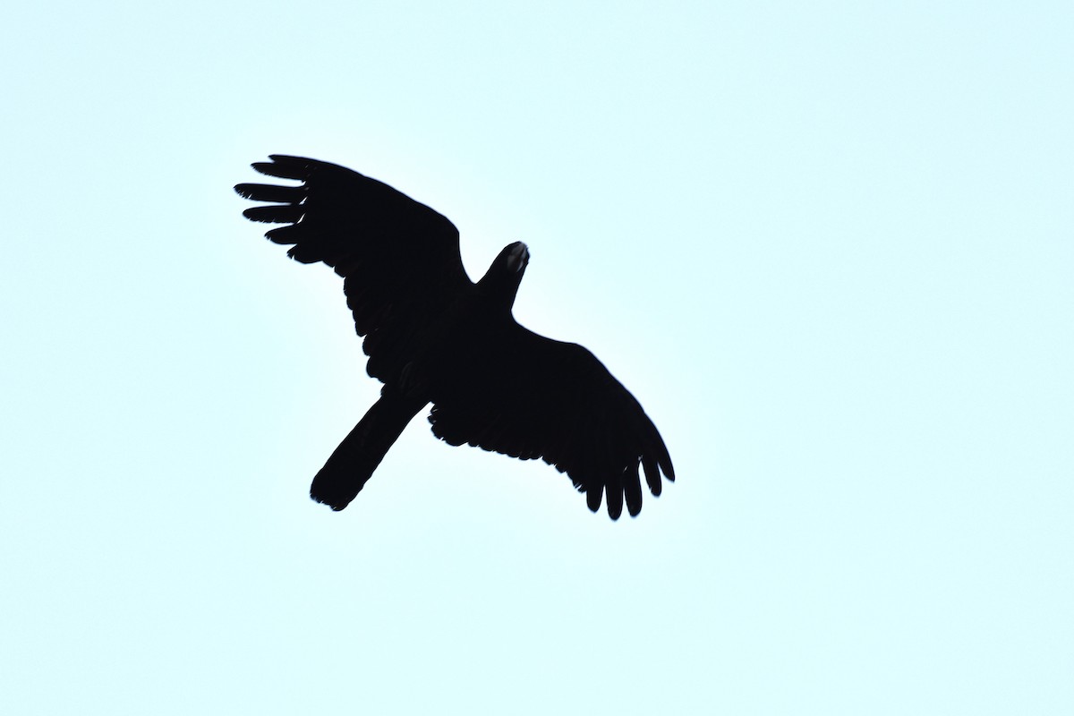 Red-tailed Black-Cockatoo - ML609119366