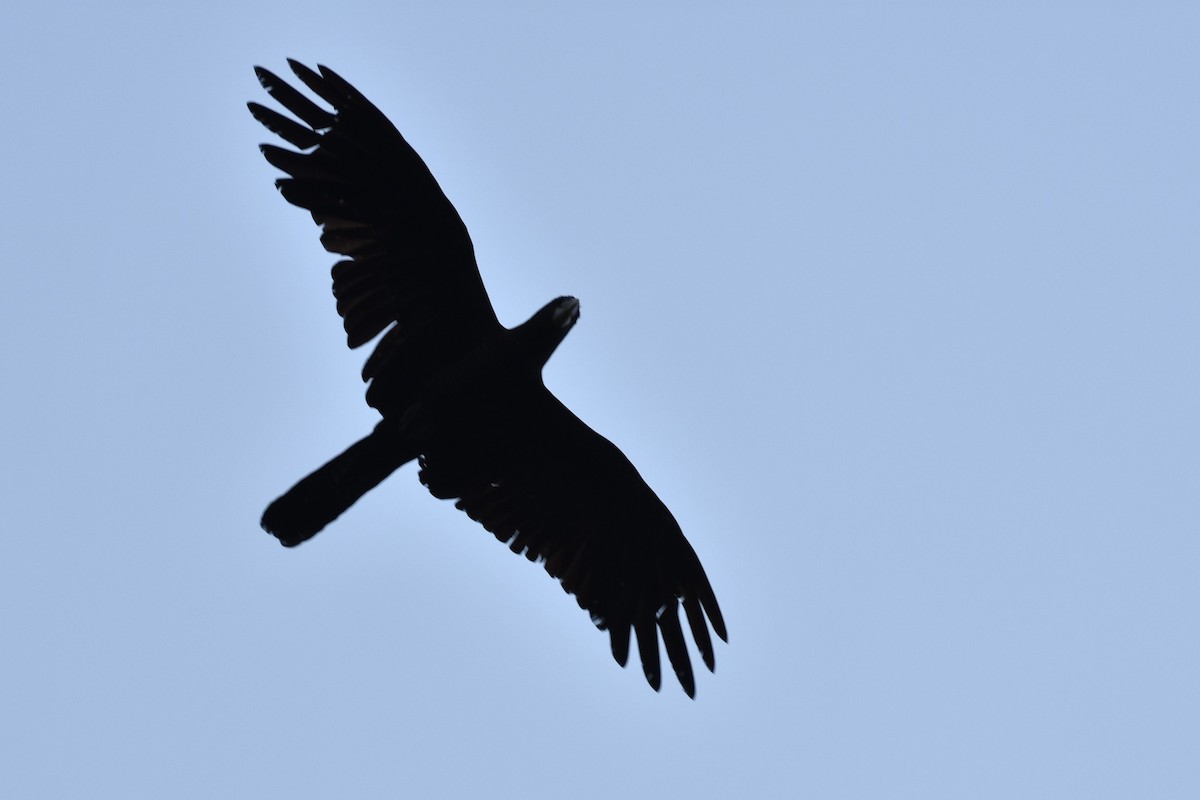 Red-tailed Black-Cockatoo - ML609119367