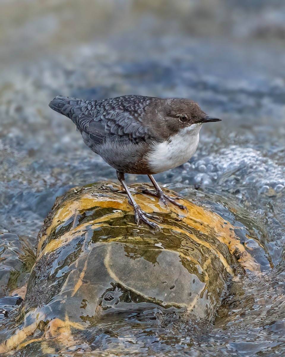 White-throated Dipper - ML609119416