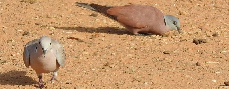 Red Collared-Dove - ML609119445