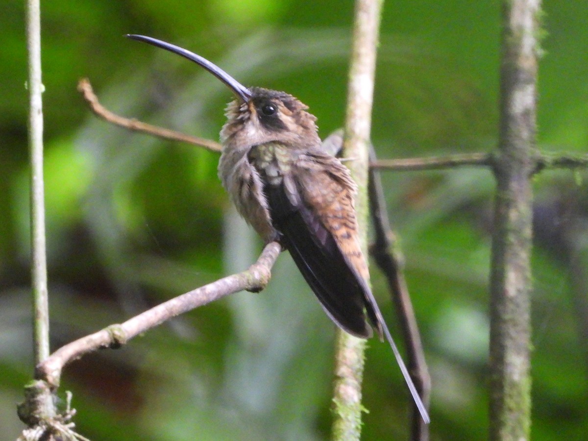 Long-billed Hermit - ML609119485