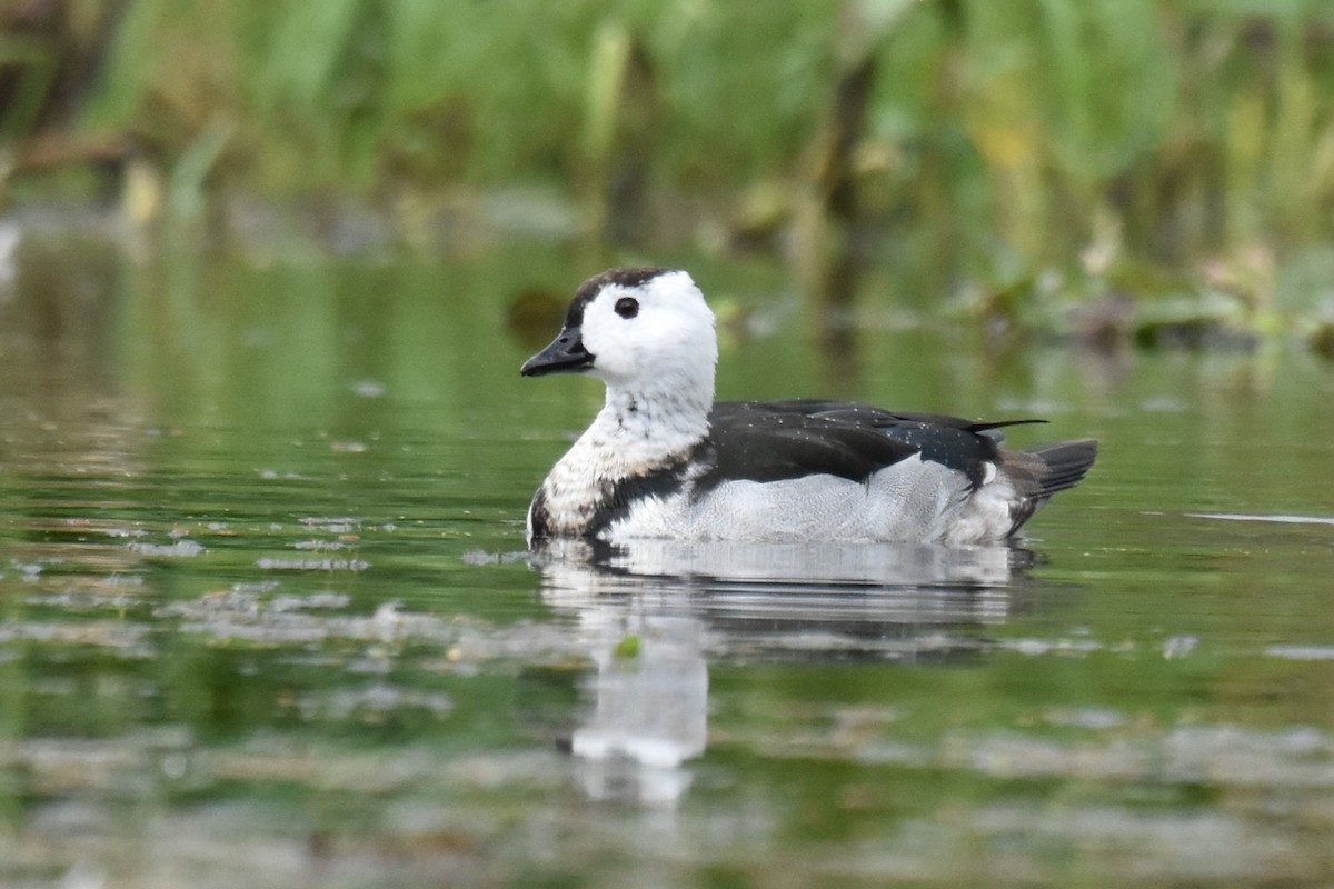 Cotton Pygmy-Goose - Stephen Haase