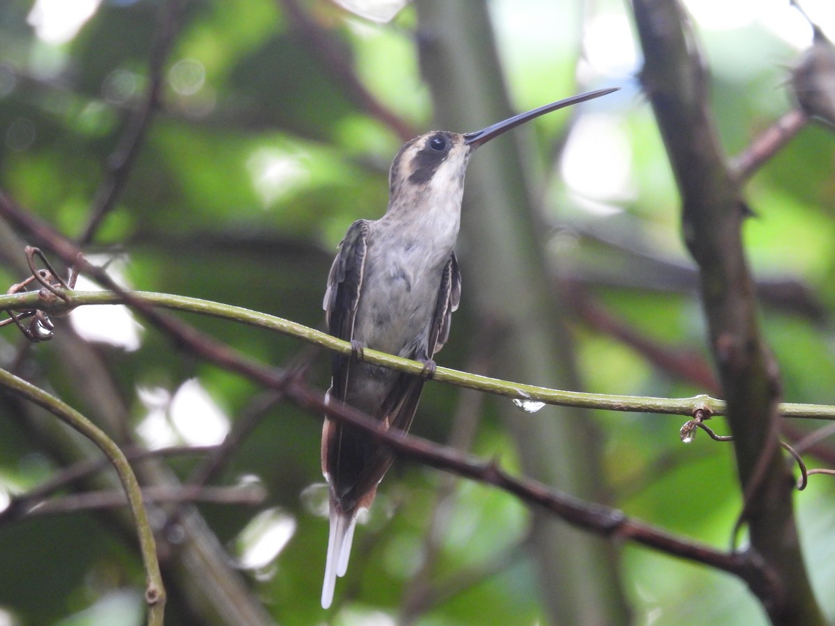 Pale-bellied Hermit - ML609119503