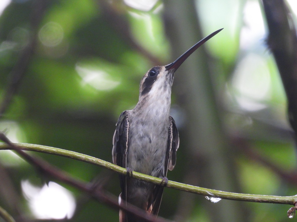 Pale-bellied Hermit - ML609119504