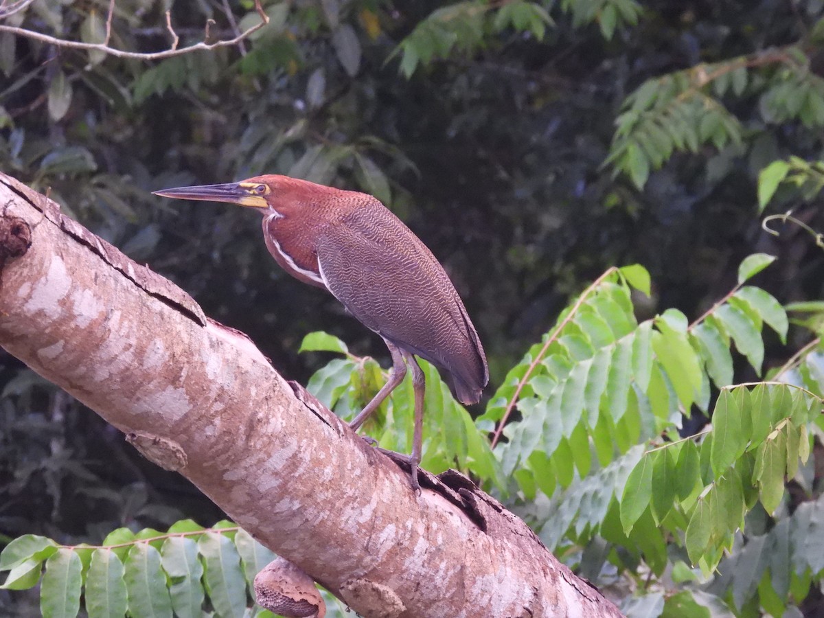 Rufescent Tiger-Heron - ML609119543