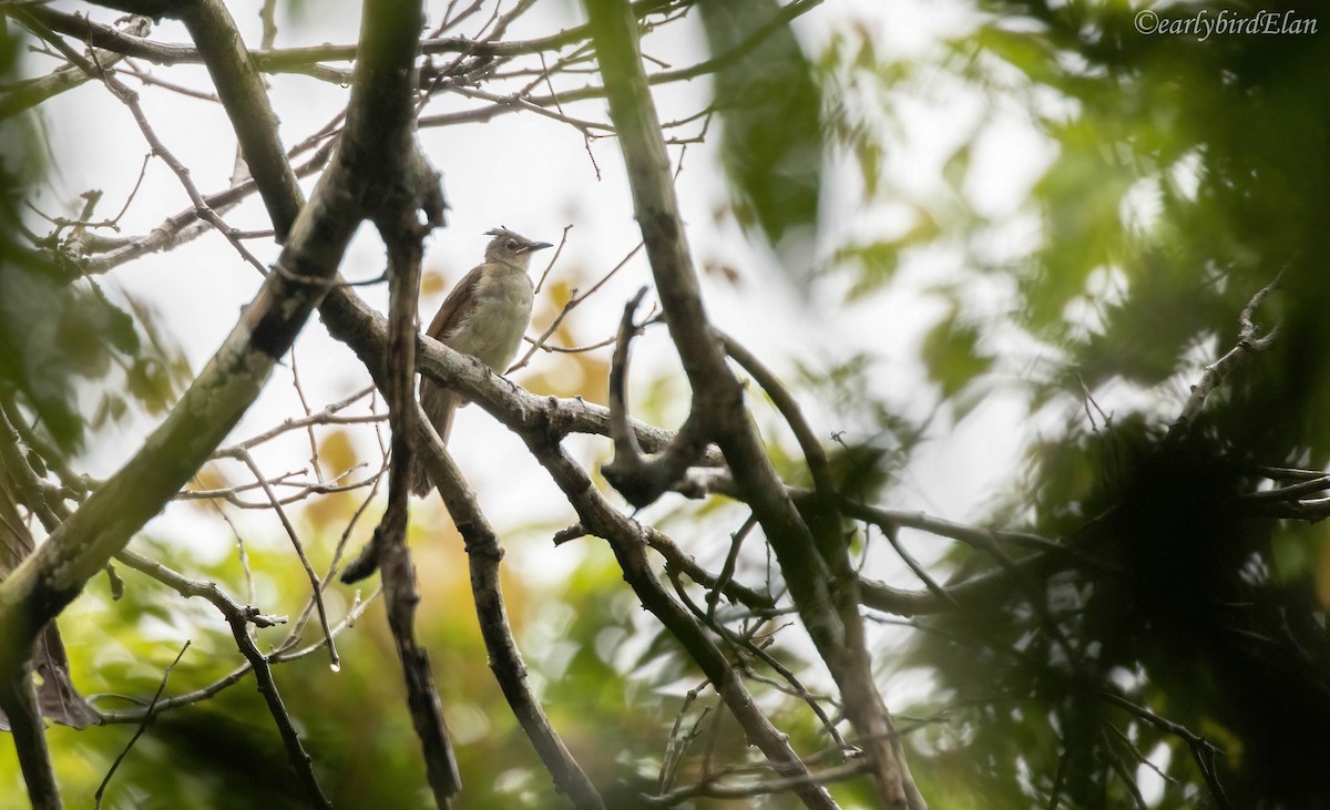 Puff-backed Bulbul - ML609119593