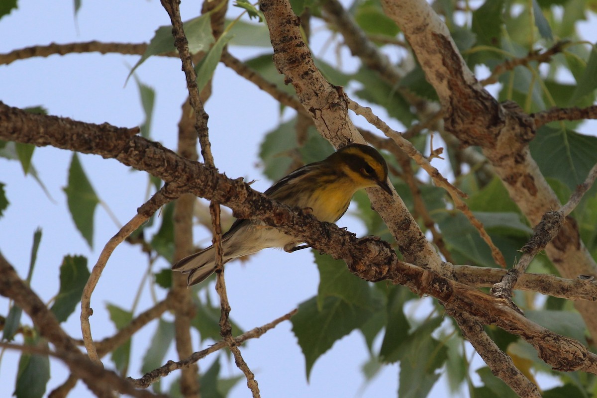 Townsend's Warbler - Hank Taliaferro