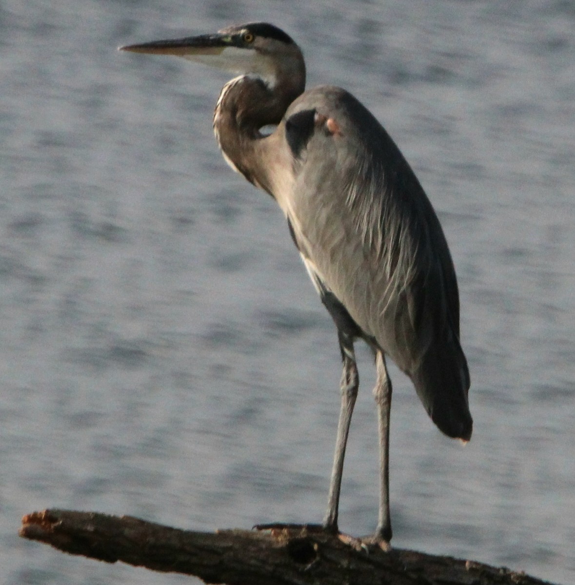 Great Blue Heron - ML609119644