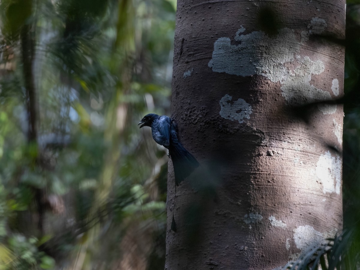 Greater Racket-tailed Drongo - ML609119675