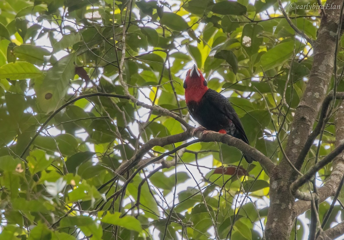 Bornean Bristlehead - Elan James