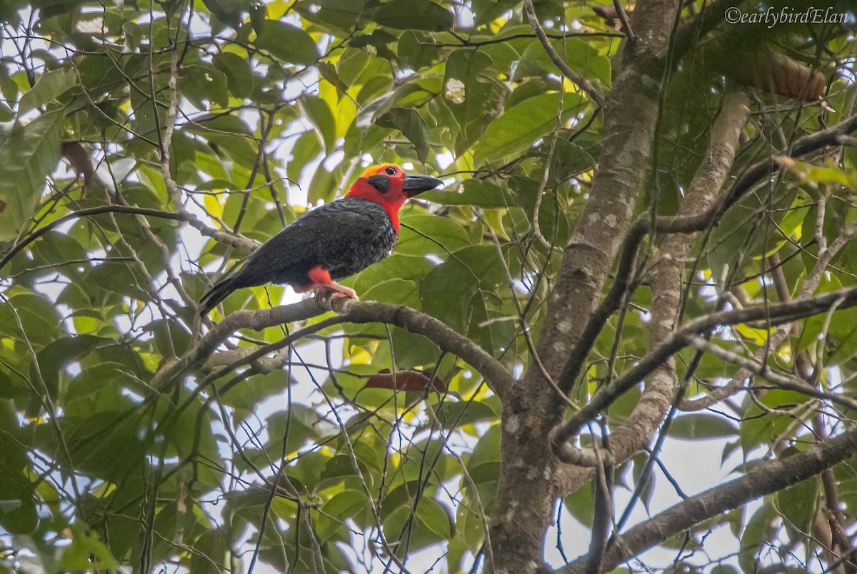 Bornean Bristlehead - Elan James