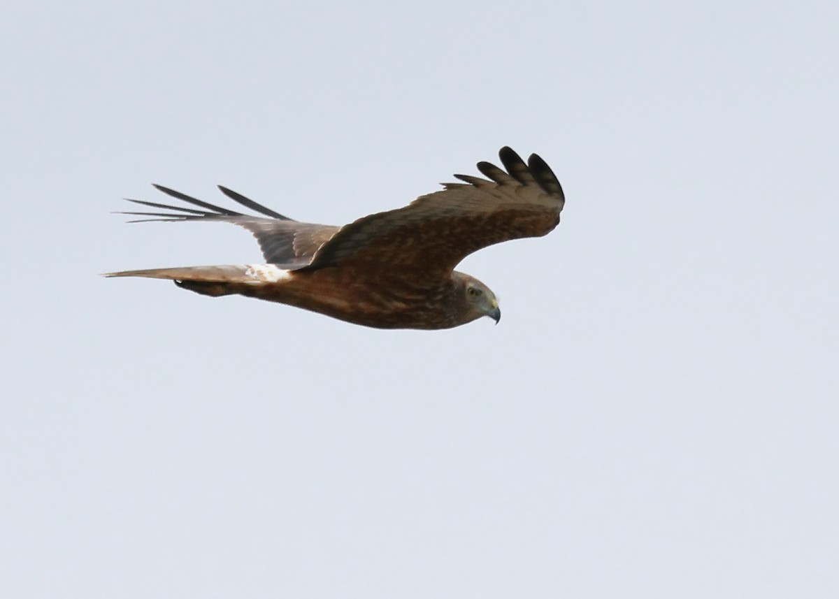 Swamp Harrier - ML609119811