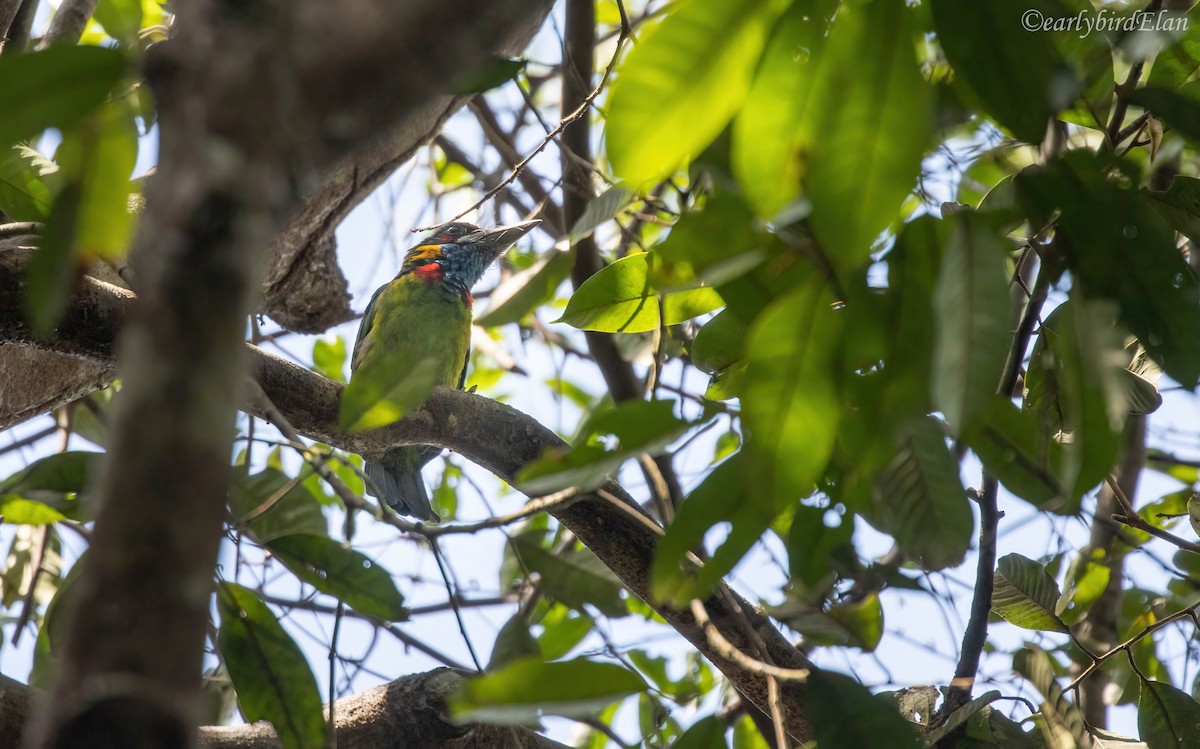 barbet pestrobarvý - ML609119882