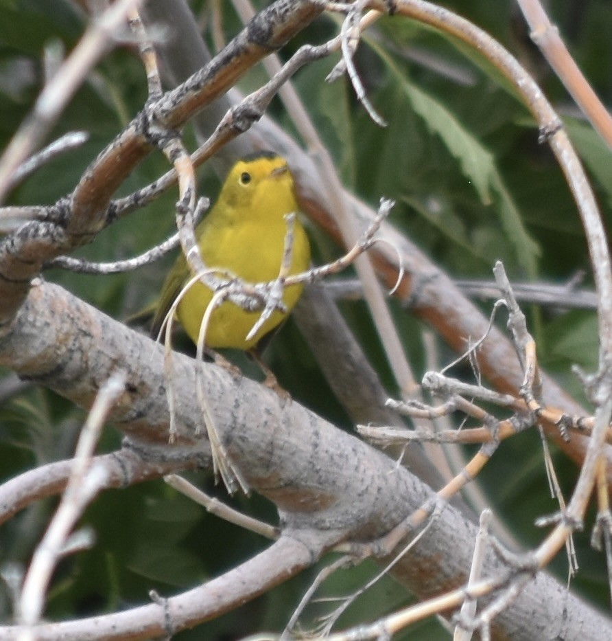 Wilson's Warbler - Larry Langstaff