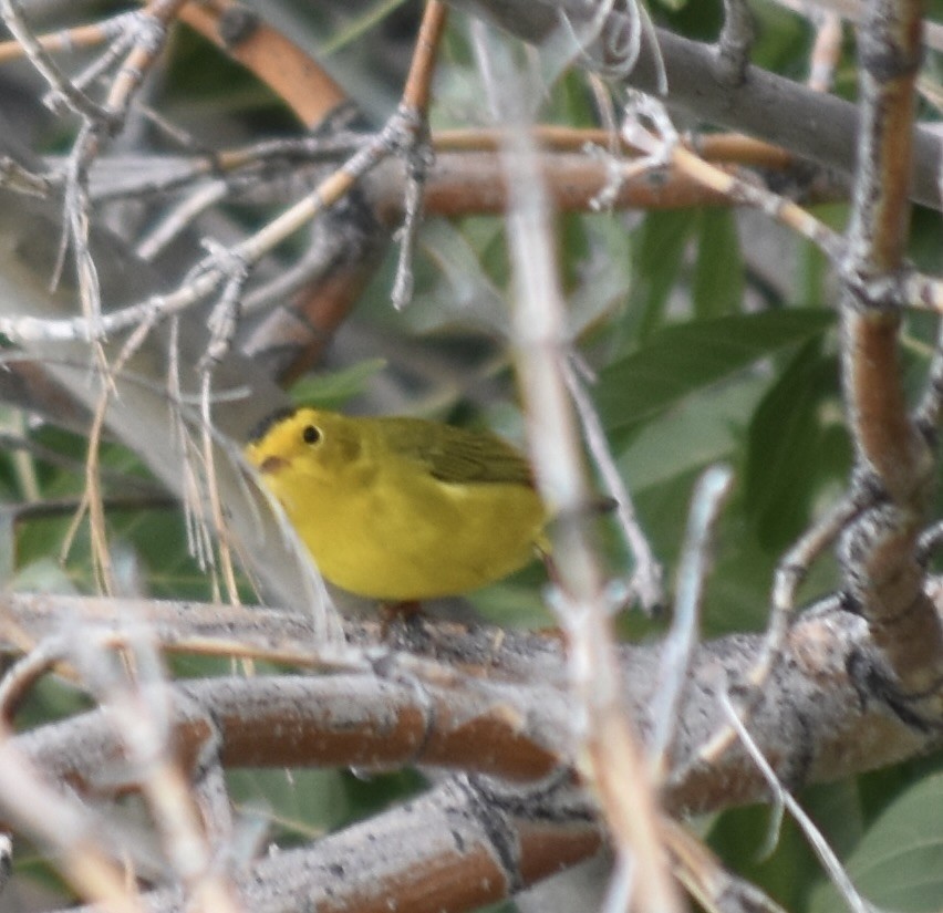 Wilson's Warbler - Larry Langstaff