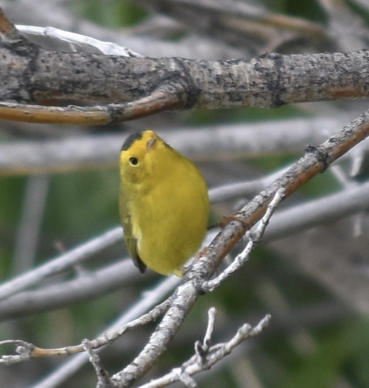 Wilson's Warbler - Larry Langstaff