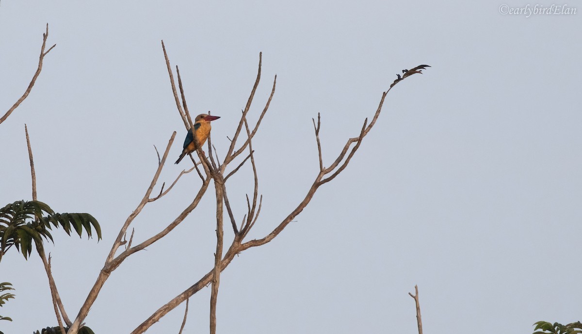 Stork-billed Kingfisher - Elan James