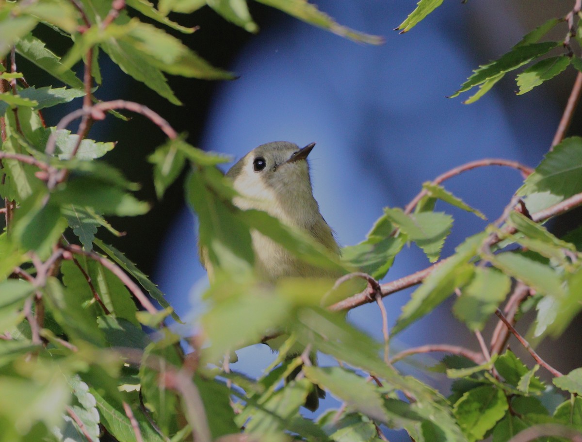 Ruby-crowned Kinglet - ML609120000