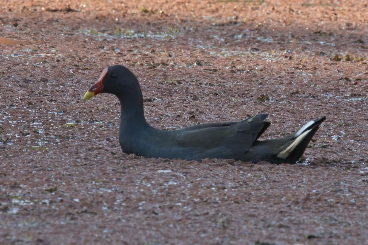 Dusky Moorhen - Ed Pierce