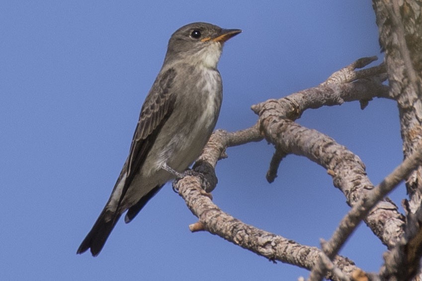 Western Wood-Pewee - ML609120286