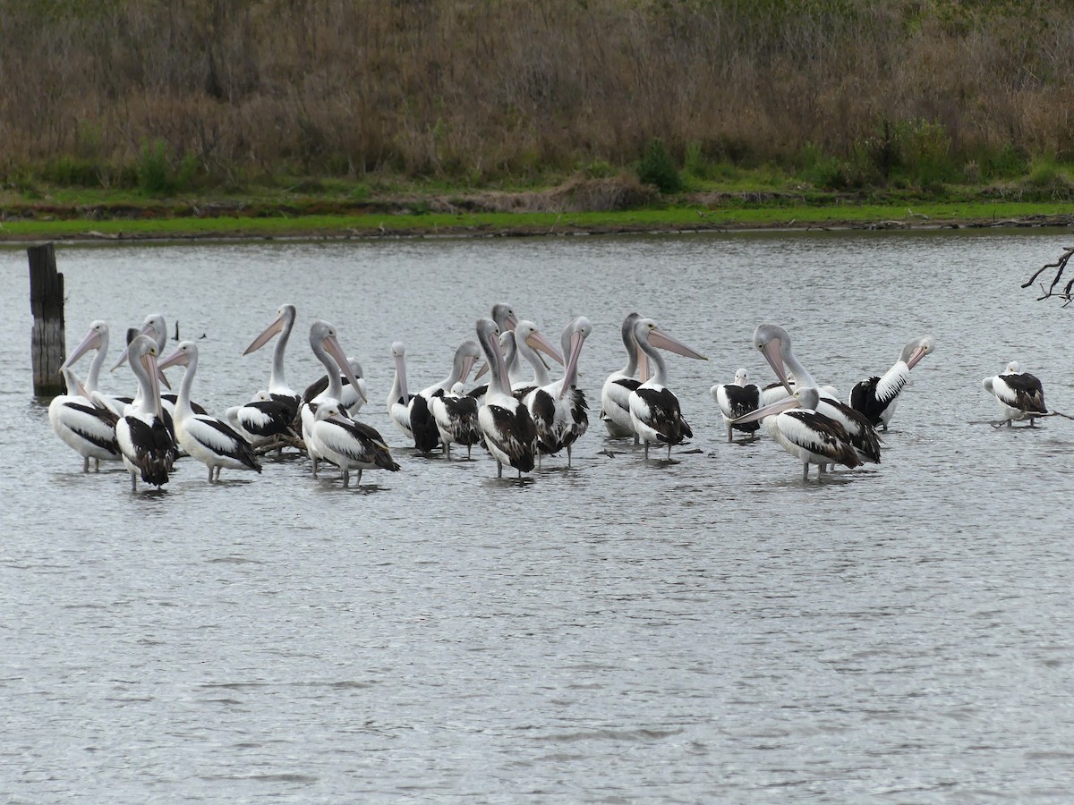 pelikán australský - ML609120420