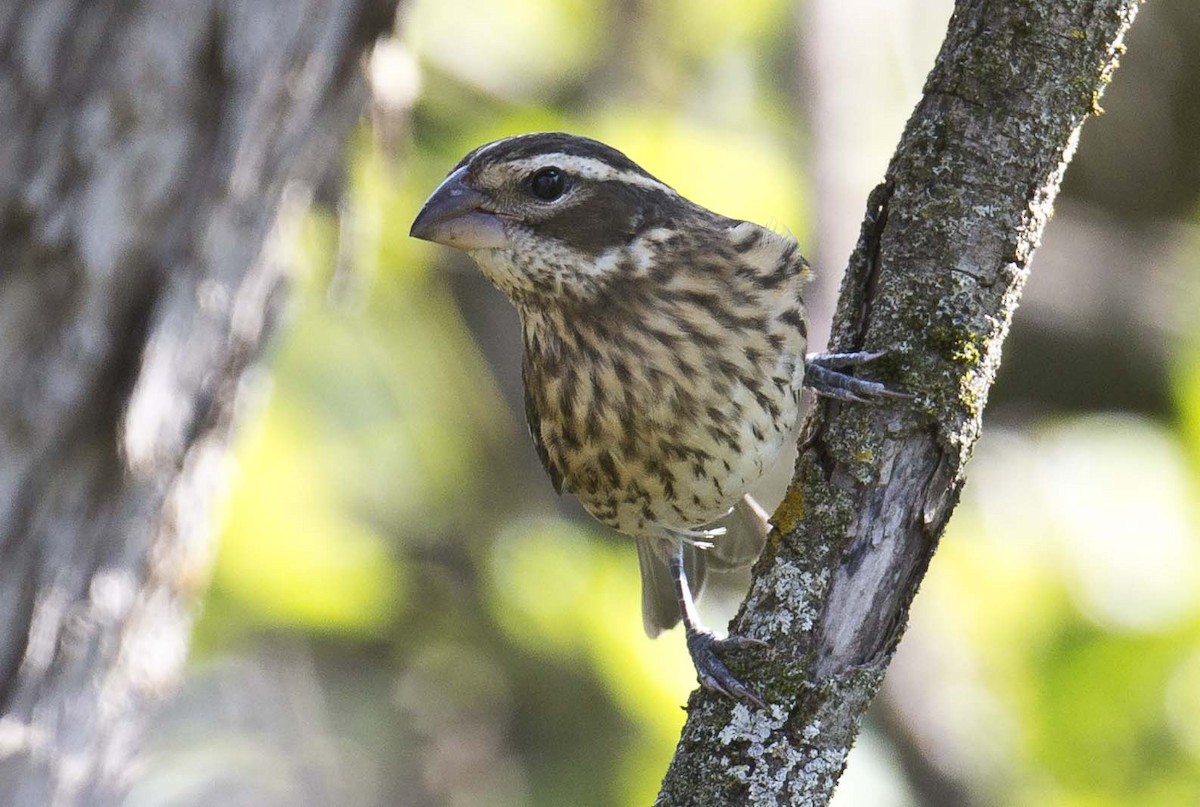 Rose-breasted Grosbeak - Tom Devecseri