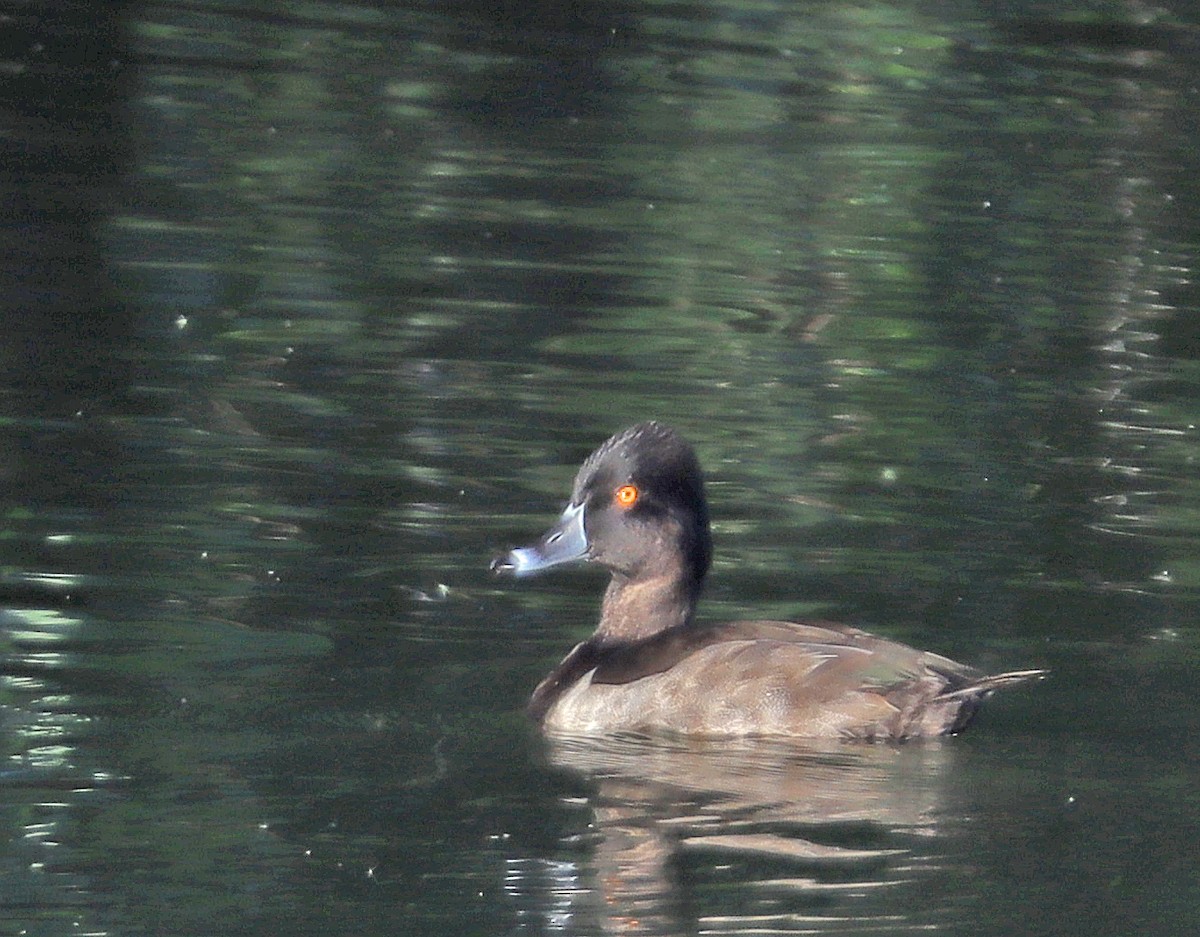 Ring-necked Duck - ML609120758