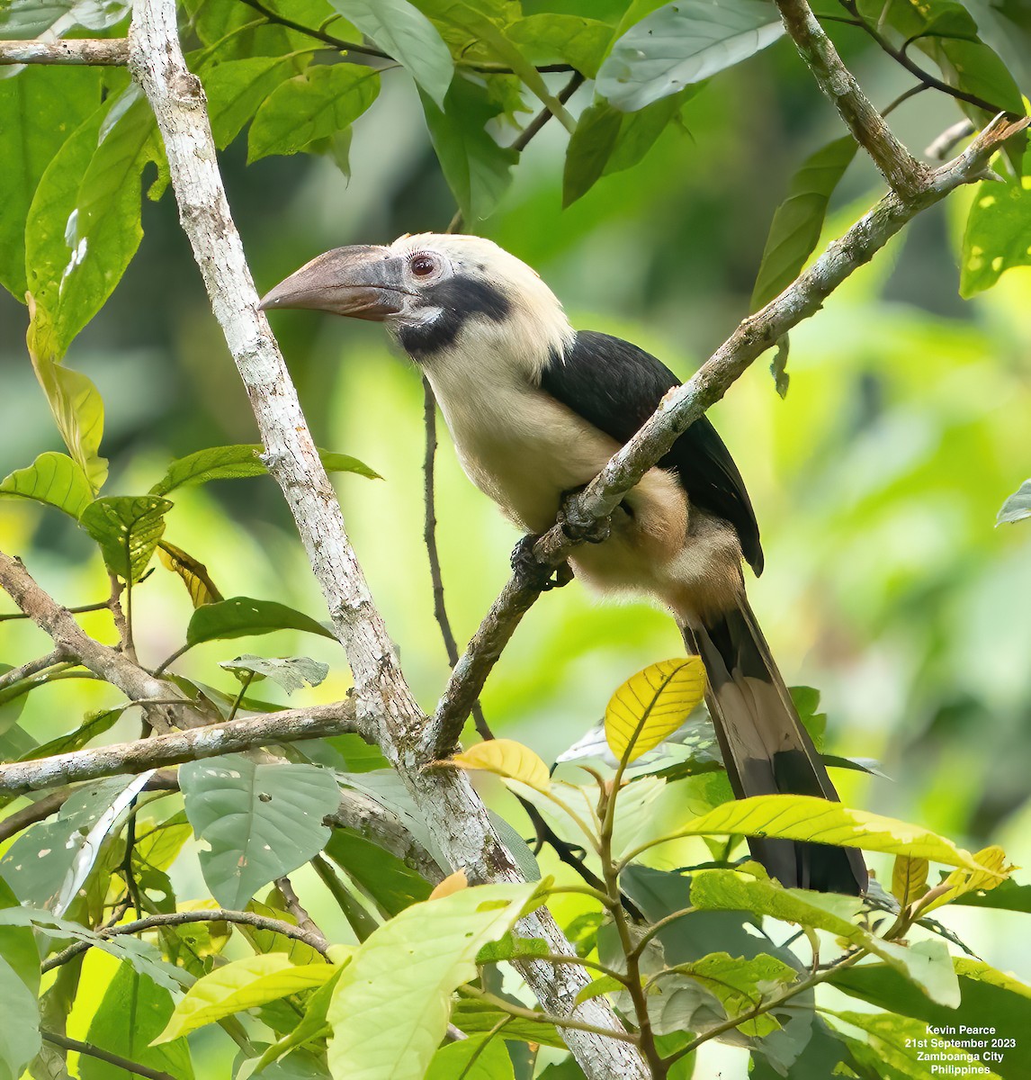 Mindanao Hornbill - Kevin Pearce
