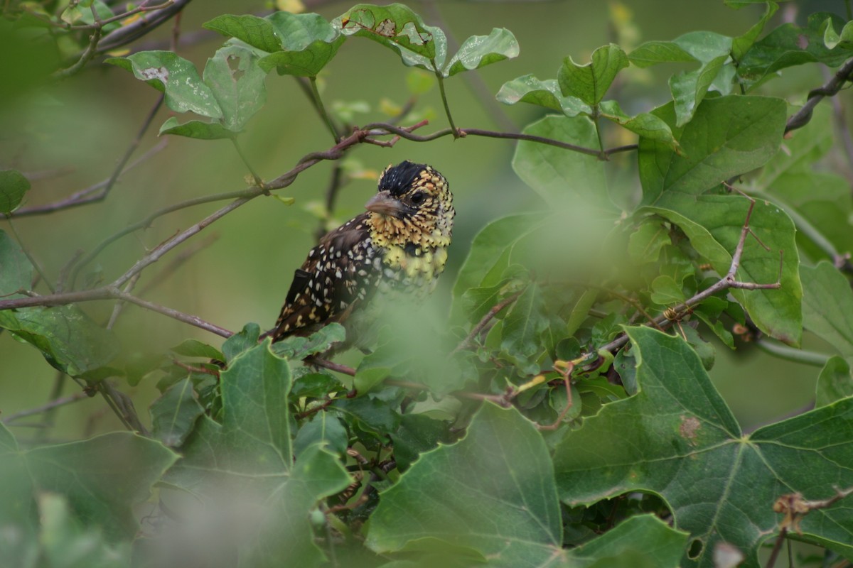 D'Arnaud's Barbet - ML60912081