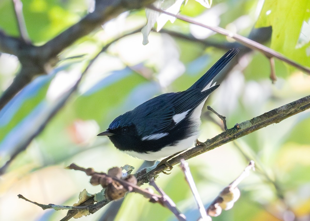 Black-throated Blue Warbler - ML609120812