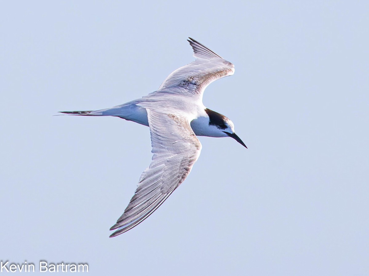 White-fronted Tern - ML609120895