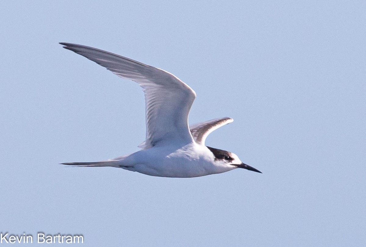 White-fronted Tern - ML609120896