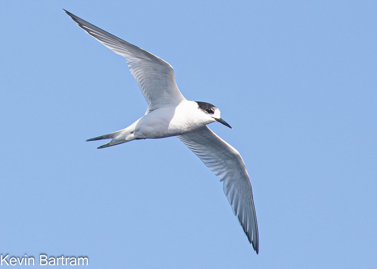 White-fronted Tern - ML609120900
