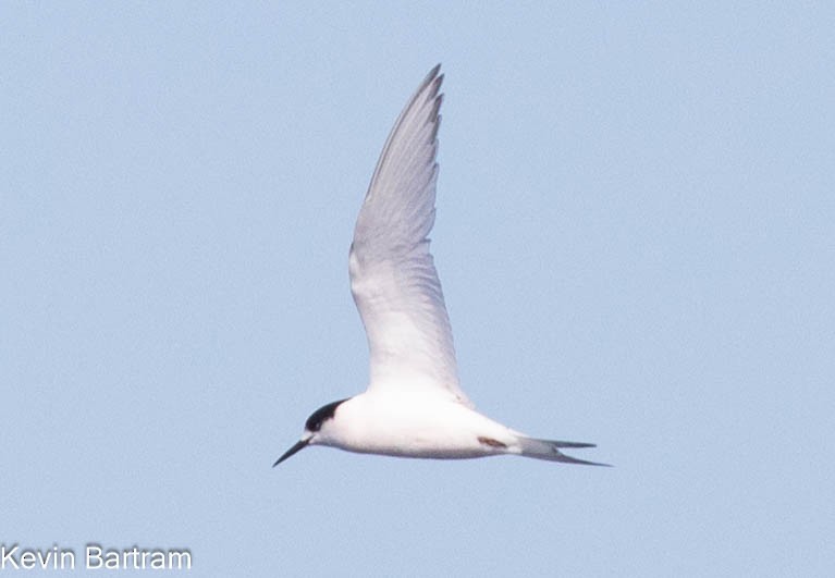 White-fronted Tern - ML609120903