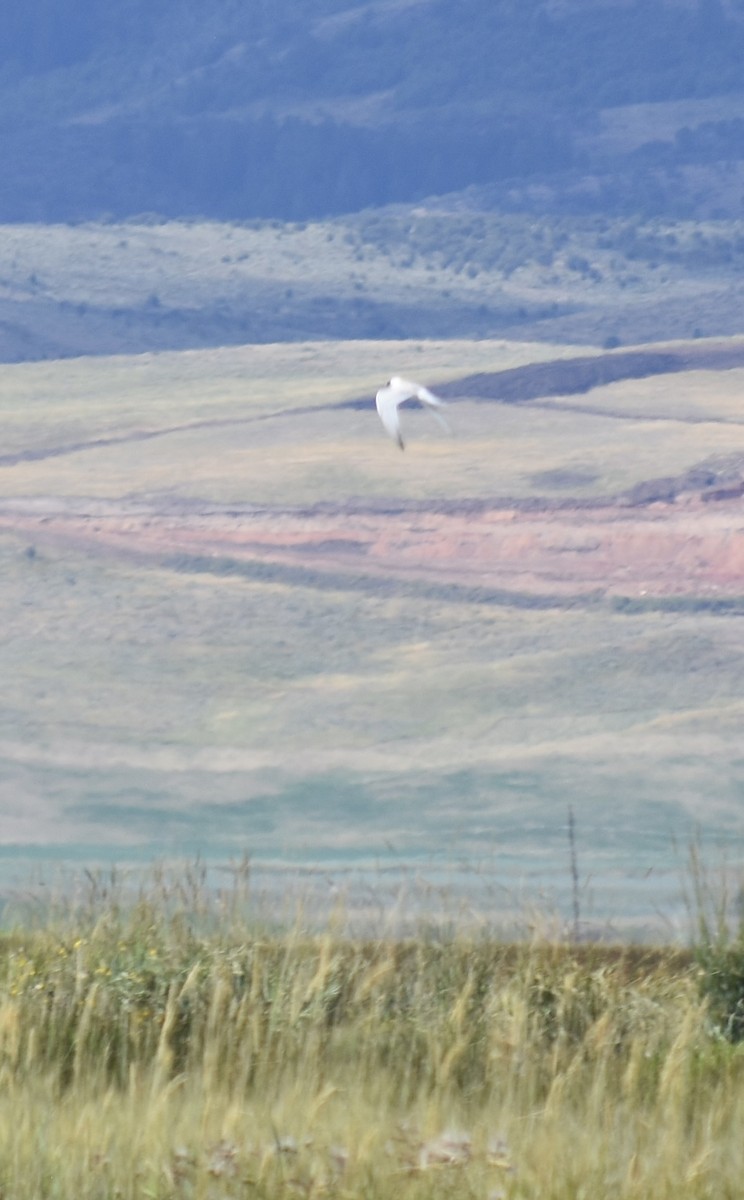 Forster's Tern - ML609120946