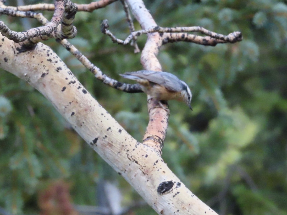 Red-breasted Nuthatch - ML609121001