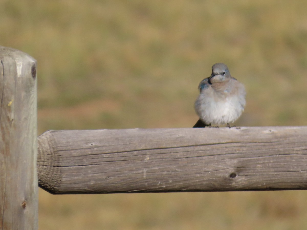 Mountain Bluebird - ML609121006