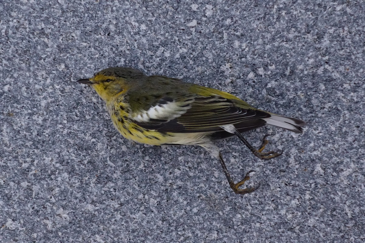 Cape May Warbler - R O