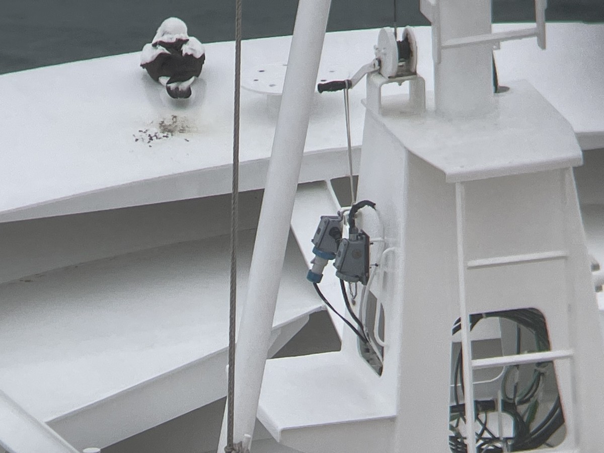 Nazca Booby - ML609121046